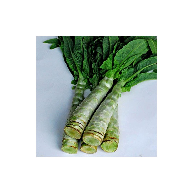 Lettuce Seeds - Summer 38 Celtuce - 1 Oz ~18500