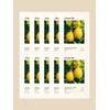 Essential Lemon Mask Sheet 10 sheets / 에센셜 레몬 마스크 시트 10매