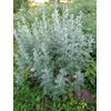 Wormwood (Artemisia Absinthium), 1.5 oz (43 grams), Wild-Harvested from Armenia.