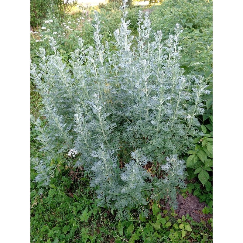 Wormwood (Artemisia Absinthium), 1.5 oz (43 grams), Wild-Harvested from Armenia.