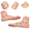 2pcs 19cm / 7.5in Feet Acupoint Model Acupuncture Teaching Aids