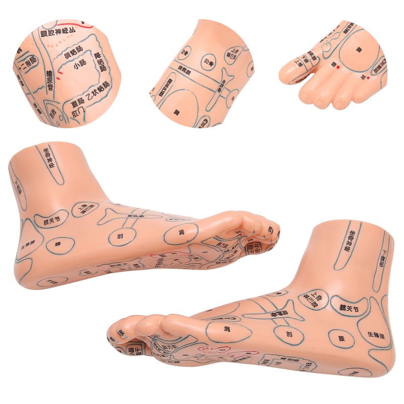 2pcs 19cm / 7.5in Feet Acupoint Model Acupuncture Teaching Aids
