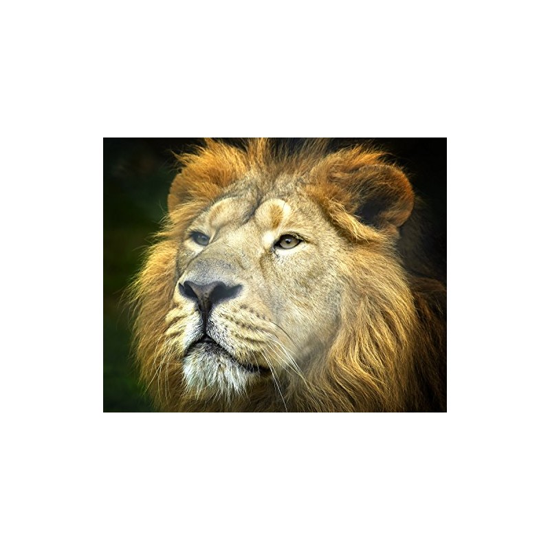 Lion - King of The Jungle 504 Piece Jigsaw Puzzle