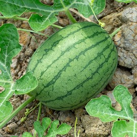 Watermelon Seeds - Garrisonian - 1 Oz ~400 Seeds - Citrullus lanatus - Farm & Garden Vegetable/Fruit Seeds - Non-GMO, Heirloom, Open Pollinated, Annual