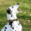 YUDOTE Adjustable Nylon Collar Premium Soft Flocking Fabric with Elegant