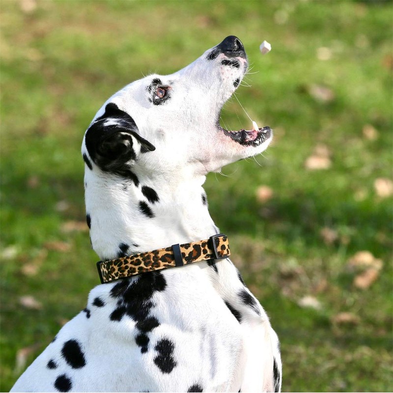 YUDOTE Adjustable Nylon Collar Premium Soft Flocking Fabric with Elegant
