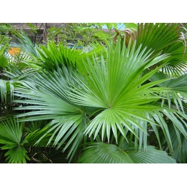 22Day Seeds: Seeds Chinese Fan Palm/Livistona chinensis/Indoor/Perennial Tree