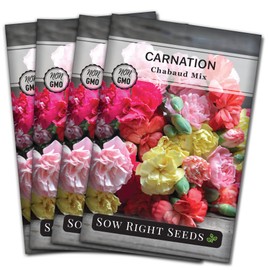 Sow Right Seeds - Carnation Chabaud Mix Seeds for Planting - Beautiful Flowers to Plant in Your Home Garden - Non-GMO Heirloom Packet with Instructions - Perennial Flower Perfect for Bouquets (4)