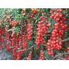KIRA SEEDS - Vine Tomato - Giant - Heirloom Vegetable