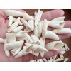 100PC Alligator Teeth for Making Gator Teeth Necklace Real Alligator