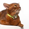 BuddyArmor Safety Cat Collar Pro Airtag Holder Set, US IDA