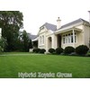Dibbs Farms Pure Zoysia Grass Seeds - 1 Lb.
