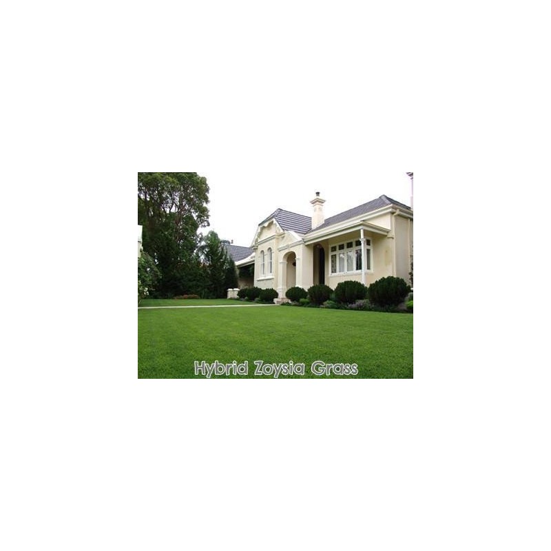 Dibbs Farms Pure Zoysia Grass Seeds - 1 Lb.
