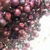 Daichi Farm DO003380-400 Preserved Flowers, Pepperberry Preserved, Purple, Approx. L