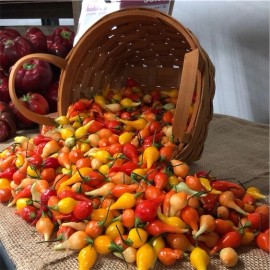 Simpson Greenhouse Biquinho Peppers Heirloom
