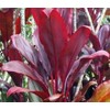 Red Hawaiian Lucky Ti Plant Logs by Makao Beach Trading