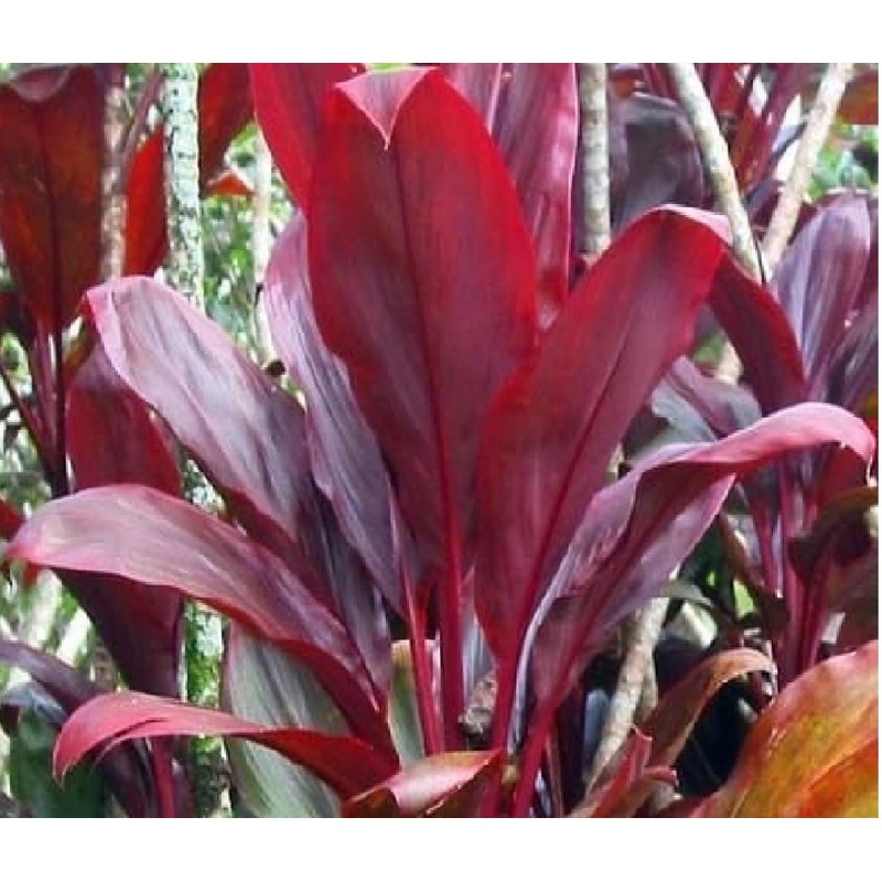 Red Hawaiian Lucky Ti Plant Logs by Makao Beach Trading