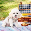 Dog Harness, Collar, Lead Set, Leash Set, Chest Harness, Check