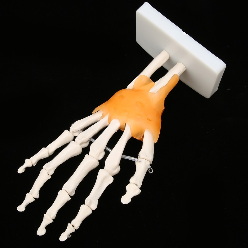Human Hand Model Hand Joint Display Model for Patient Training