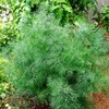 CEMEHA SEEDS - Seeds Dill Bush Type Non GMO Vegetable