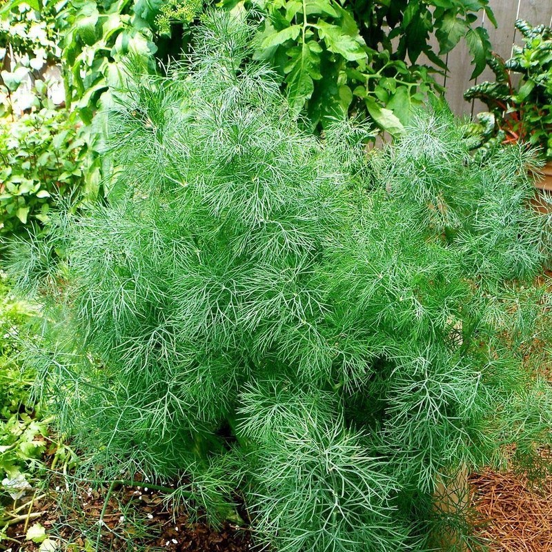 CEMEHA SEEDS - Seeds Dill Bush Type Non GMO Vegetable