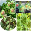 Grape Protection Bags, Pack of 50 Grape Protection Bags with