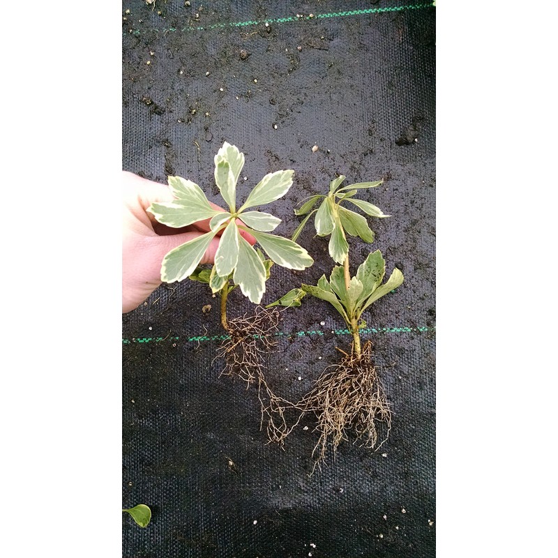 Pachysandra terminalis 'Silver Edge' - 100 Bare Root Plants