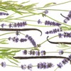 PRIMAVERA Sensitivdeo Lavendel Bambus 50 ml - milder Duft, 24-Stunden-Schutz,