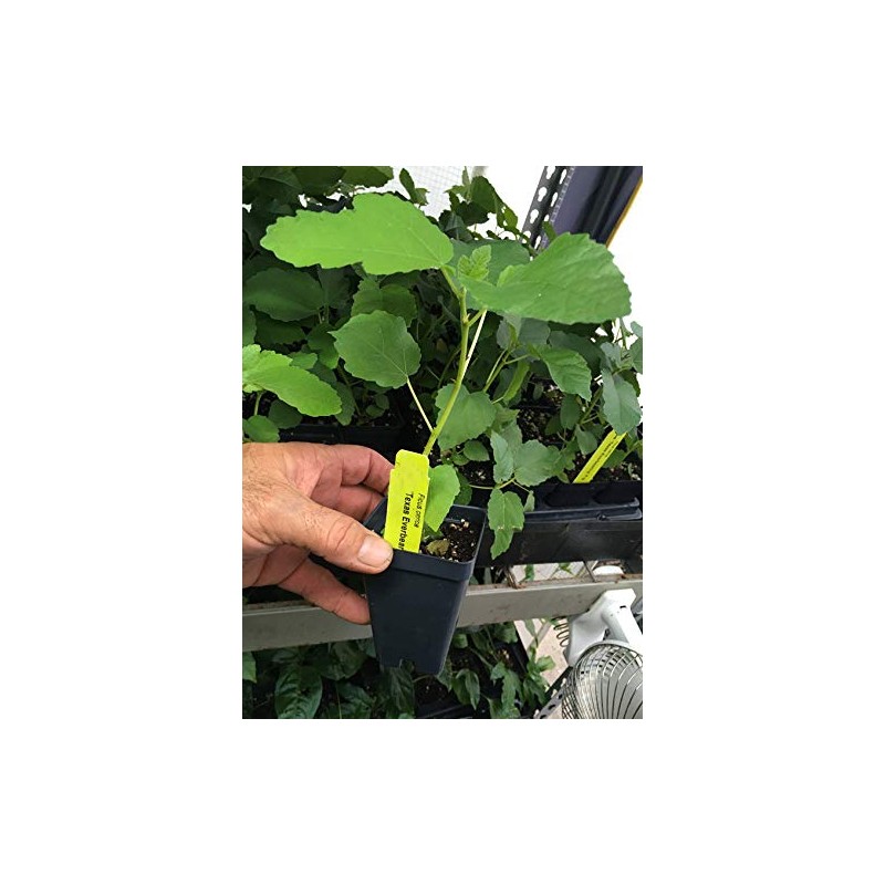 Texas Everbearing Fig - Ficus Carica AKA Brown Turkey Fig