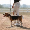 LOS ANDES Dog Slip Collar Choke Collar for Dog Training