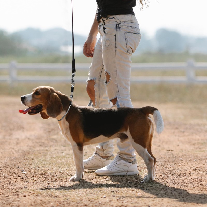 LOS ANDES Dog Slip Collar Choke Collar for Dog Training