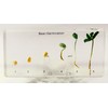 Bean Germination in 6.3" Crystal Clear Lucite Resin Paperweight Block