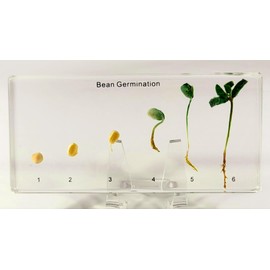 Bean Germination in 6.3" Crystal Clear Lucite Resin Paperweight Block Botanist Herb Crafts Collection for Botany Science Education & Desk Ornament Display Decor Specimen