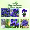 Outsidepride Blue Ullswater Viola Pansy Seeds for Planting - 1,000