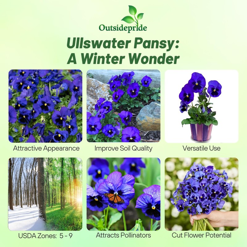 Outsidepride Blue Ullswater Viola Pansy Seeds for Planting - 1,000