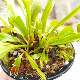 Kapecute Carnivorous Plant Soil Mix 8 Qts, Include Perlite and Sphagnum Moss Debris, Great Potting Soil for Venus Fly Traps, Pitcher Plants, Sundews