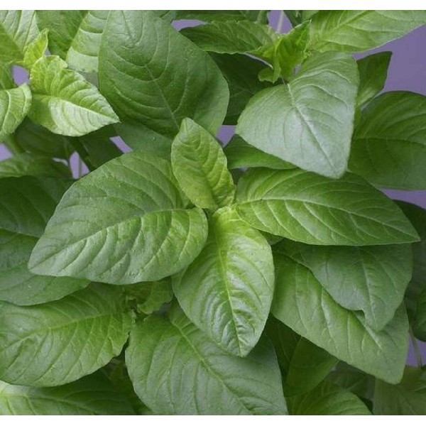 Green Amaranth Seeds - Edible Greens Healthy - Open Pollinated