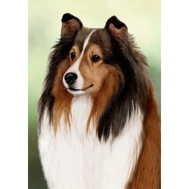 Poster Foundry Set of 3 - Shetland Sheepdog Dog by Tamara Burnett Box of 10 Blank Note Cards 4x5