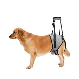 Dog Lift Harness for Medium Dogs, Sling for Dogs Back Legs, Adjustable Soft Padded Dog Support Harness for Back Legs for Elderly, Injured, Arthritic, Disabled Dogs, L