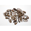 50- Natural Black Olive Seashells for Crafts, Precision Top Cut