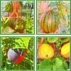 100Pcs Watermelon Nets,Melon Hammock Hanging Cantaloupes Support Net,Reusable Mesh Bags
