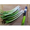 Hundredfold 1000 Japanese Evergreen White Stem Green Onion Seeds, Scallion