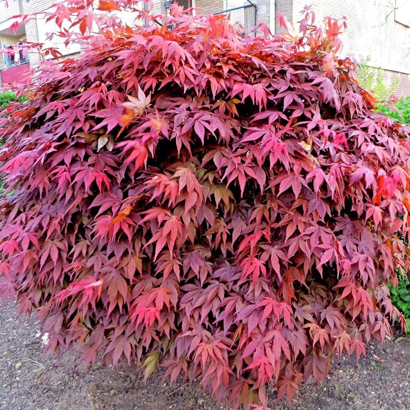 Tree Two Medium Japanese Maple Live Tree Seedling Garden 2