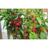 Carolina REAPER Super HOT Pepper Seeds Unique Creek Homestead Certified