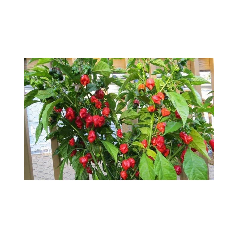 Carolina REAPER Super HOT Pepper Seeds Unique Creek Homestead Certified