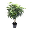 Umbrella Tree Gold Capella | 1 Extra Large Trade 3