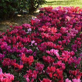 Outsidepride Dreamscape Mix Cyclamen Seeds - 10 Pcs Compact, Annual Flowering House Plants with Attractive Blooms & Foliage, for Shaded Garden Areas, Small Spaces, Containers, Indoors & Outdoors
