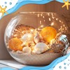 Geelin 35 Pcs Large Sea Shells Mixed Beach Seashells 35