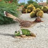 Design Toscano QM2757200 The Great Roadrunner Statue,full color