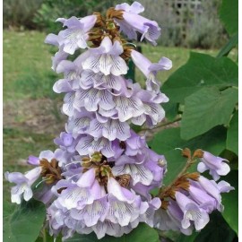 Buy Rare Seeds Paulownia fortunei | Dragon Tree | Fortunes Empress | Sapphire | 100_Seeds